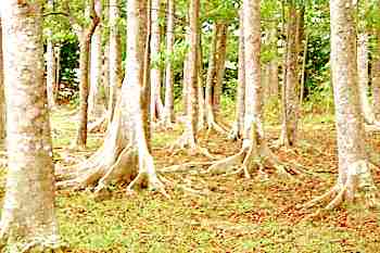 Rudraksha Forest